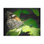 Psa 34:11 The butterfly and the bug Postcard