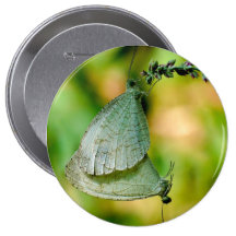 Psyche Leptosia Nina Butterflies Mating Button
