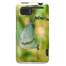 Psyche Leptosia Nina Butterflies Mating HTC Vivid Cases