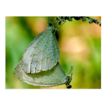 Psyche Leptosia Nina Butterflies Mating Postcard