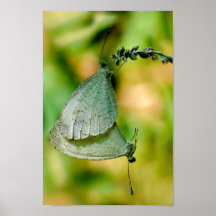 Psyche Leptosia Nina Butterflies Mating Print