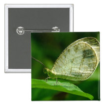 Psyche Leptosia Nina Butterfly Button