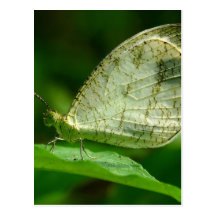 Psyche Leptosia Nina Butterfly Postcard