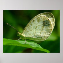 Psyche Leptosia Nina Butterfly Posters