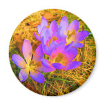 Psychedelic Crocus Magnet