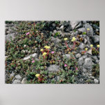 Pt. Reyes National Seashore - Wild Flowers Pink fl posters