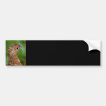 ptarmigan bumper stickers