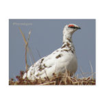 Ptarmigan in Spring, Unalaska Island
