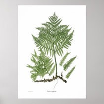 Pteridium aquilinum print