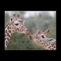 Pucker Up! Postcard