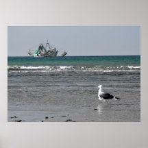 Puerto Peasco Seagull with Shrimp Boats Poster