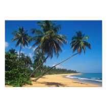 Puerto Rico, Isla Verde, palm trees.