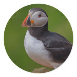 Puffin  B stickers