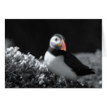 Puffin black and white cards