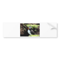 Puffin Bumper Sticker