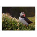 puffin cards