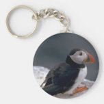 Puffin, Fratercula artica Key Chains
