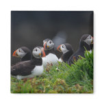 Puffin Gang magnets