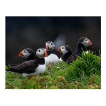 Puffin Gang Postcard