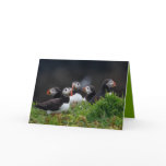 Puffin Greeting Cards