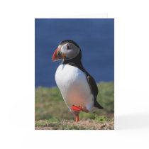 Puffin Greeting Cards