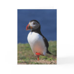 Puffin Greeting Cards