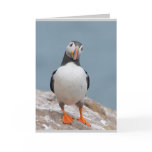 Puffin Greeting Cards