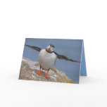 Puffin Greeting Cards