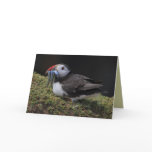 Puffin Greeting Cards