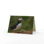 Puffin Greeting Cards