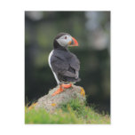 Puffin on a Rock Post Cards