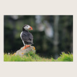 Puffin on Rock Print