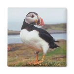 Puffin Perched magnets