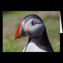 Puffin Portrait Card