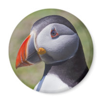 Puffin Portrait Magnet