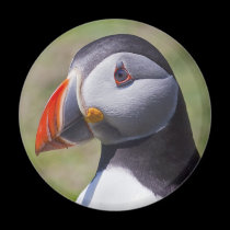 Puffin Portrait Magnet