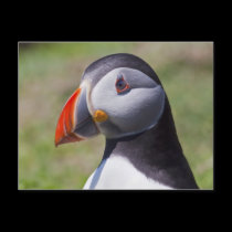 Puffin Portrait Postcard