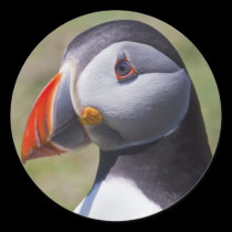 Puffin Portrait Stickers