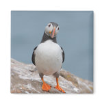 Puffin Pose magnets