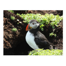 Puffin Post Card