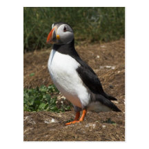 Puffin Post Card