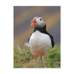 Puffin Postcards
