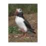 Puffin Post Card