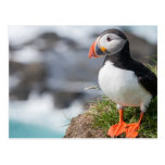 Puffin Postcard