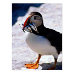 Puffin Postcards