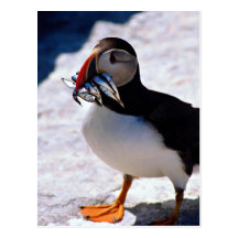 Puffin Postcards
