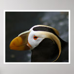 Puffin posters
