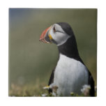 Puffin Tile