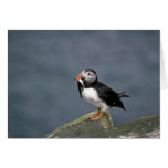 Puffin with fish cards