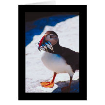 Puffin with Fish Greeting Card
